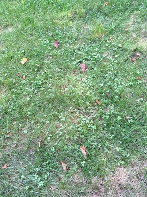 Lawn Weeds 13.JPG