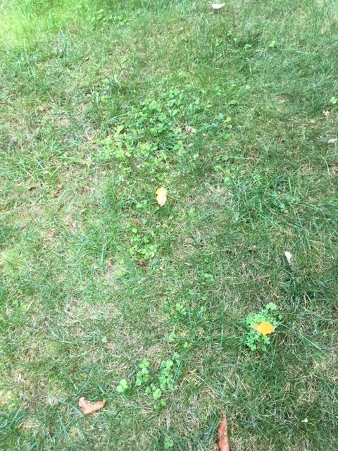Lawn Weeds 14.JPG