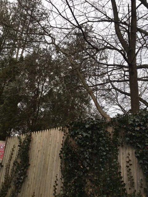 Fence 2.JPG