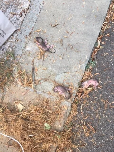 Flying Squirrels 1.JPG