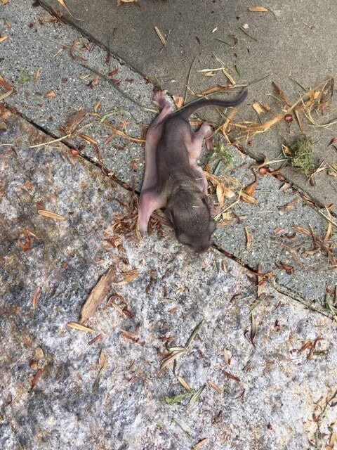 Flying Squirrels 2.JPG