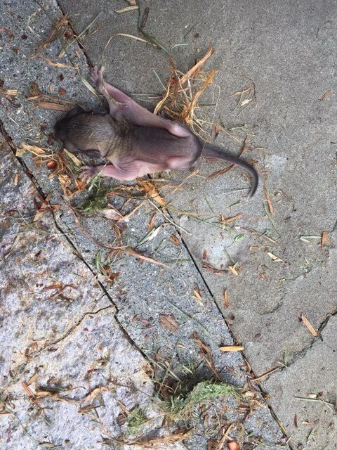 Flying Squirrels 3.JPG