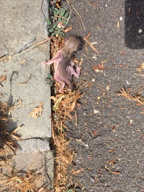 Flying Squirrels 5.JPG