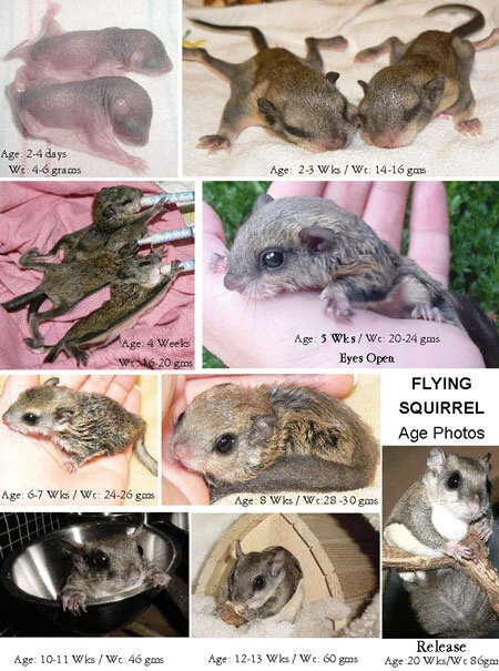 Flying Squirrels 6.jpg