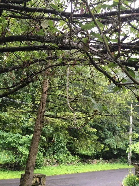 Cherry Tree 3.JPG
