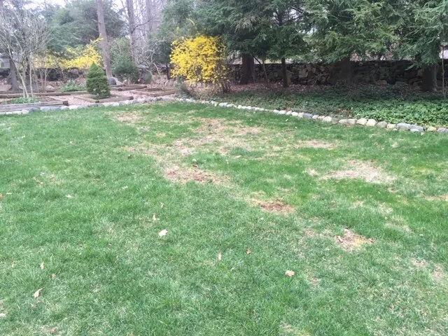 Grass 2.JPG