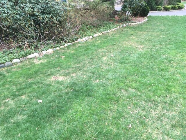 Grass 3.JPG