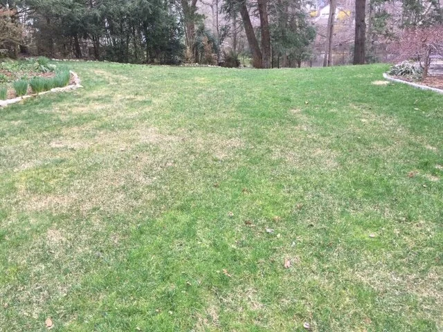 Grass 4.JPG