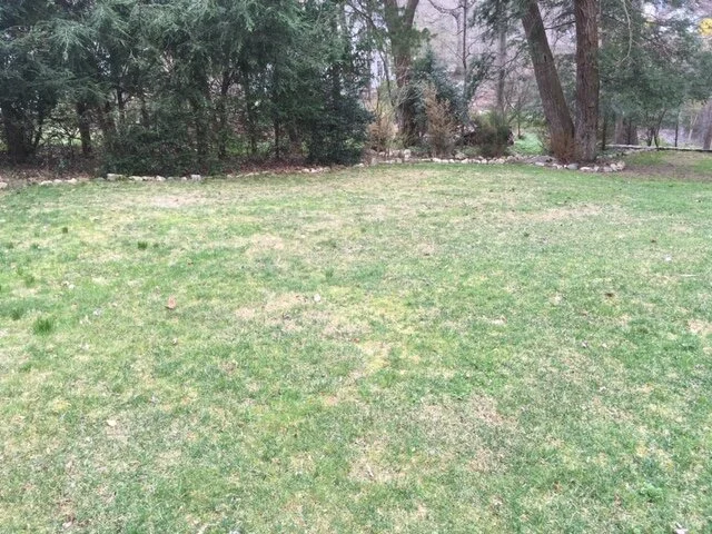 Grass 5.JPG