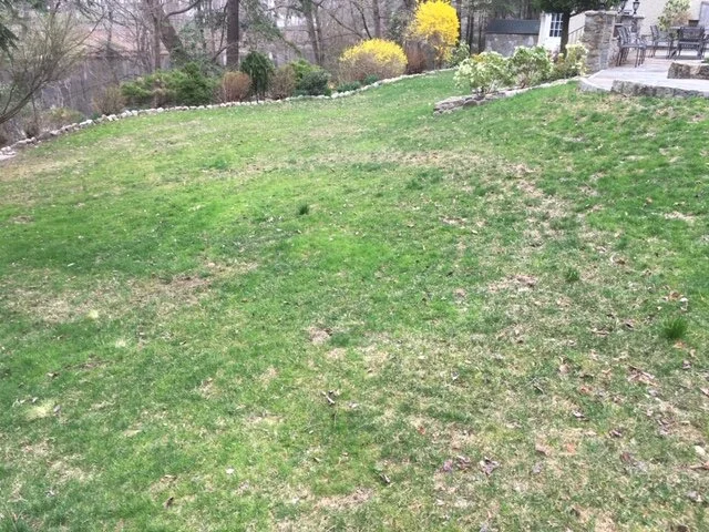 Grass 6.JPG