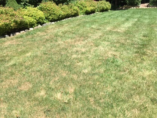Grass 7.JPG
