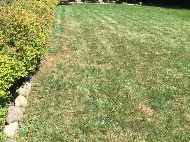Grass 8.JPG