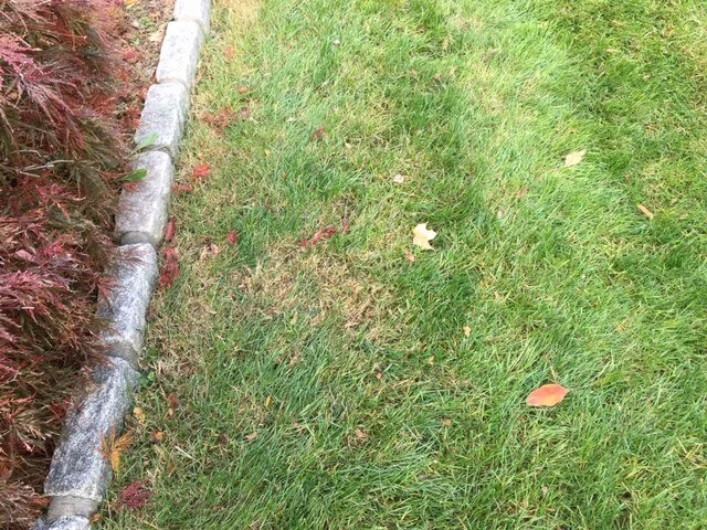 Lawn Doctor 2.JPG
