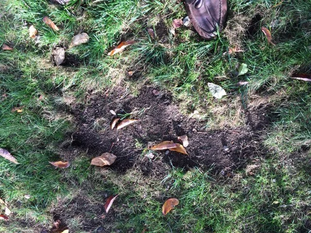 Lawn Doctor 4.JPG