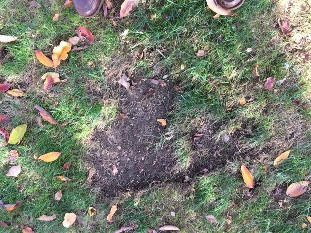 Lawn Doctor 5.JPG