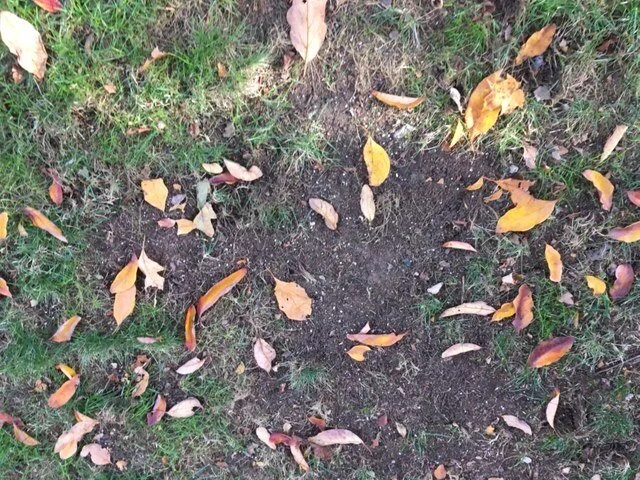 Lawn Doctor 6.JPG