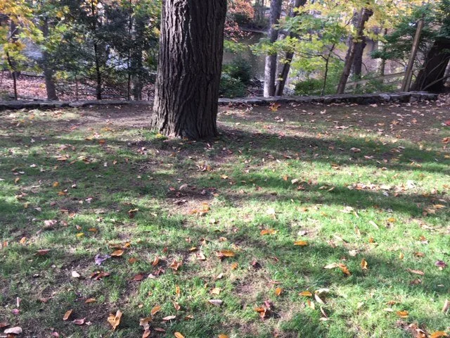 Lawn Doctor 7.JPG