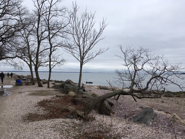 Trees Todd's Pt 1.JPG