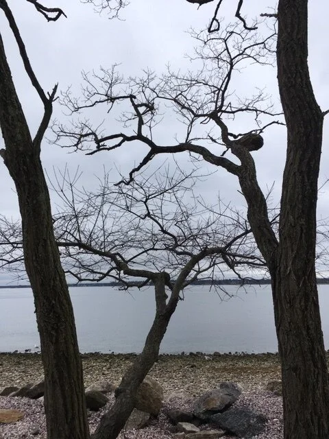 Trees Todd's Pt 2.JPG