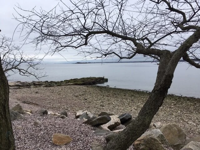 Trees Todd's Pt 3.JPG