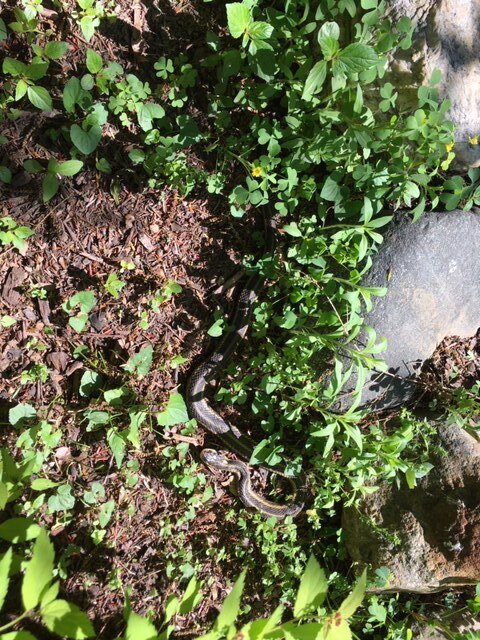 Garden Snake 1.JPG