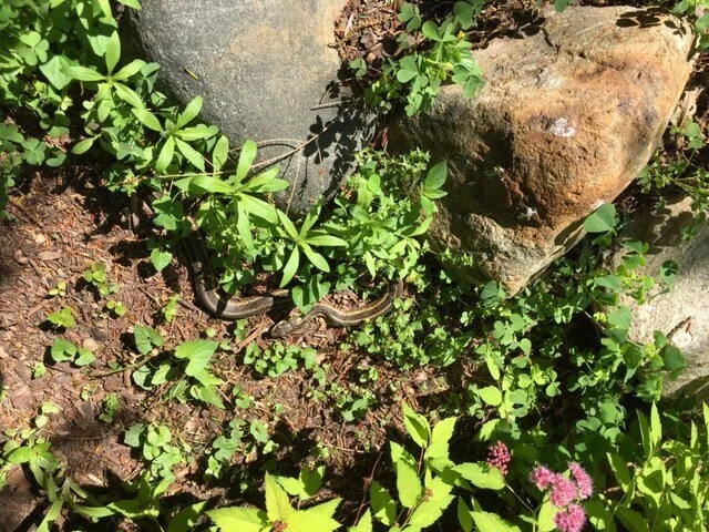 Garden Snake 2.JPG