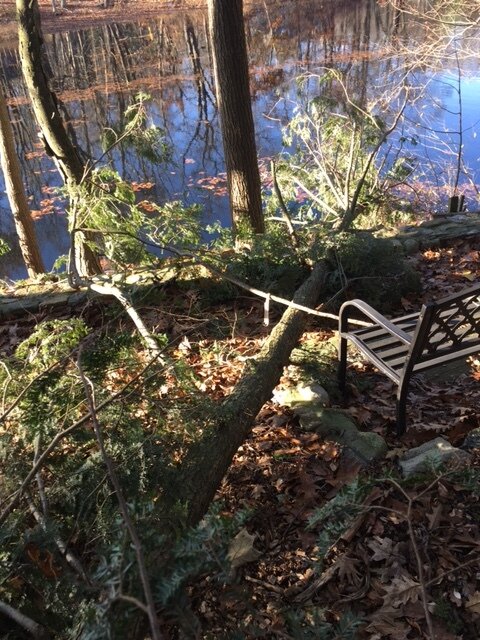 Tree Down 3.JPG