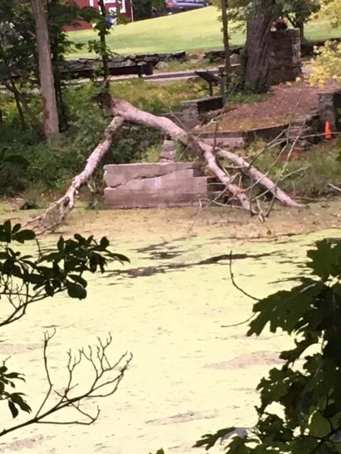 Fallen Trees in Mianus River view from River Road Side.JPG