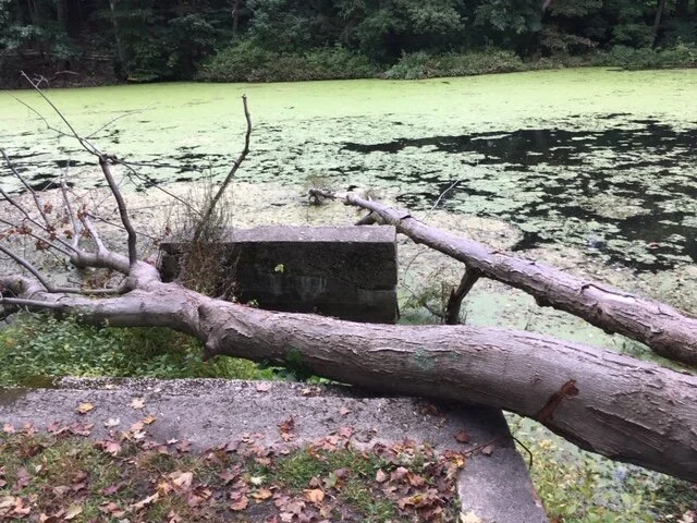 Fallen Trees in Miaus River on Valley Rd.JPG