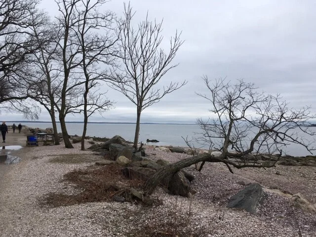 Trees Todd's Pt 1.JPG