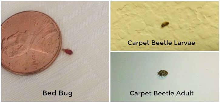 Bed-Bug-v-Carpet-Beetle-Larvae.jpg