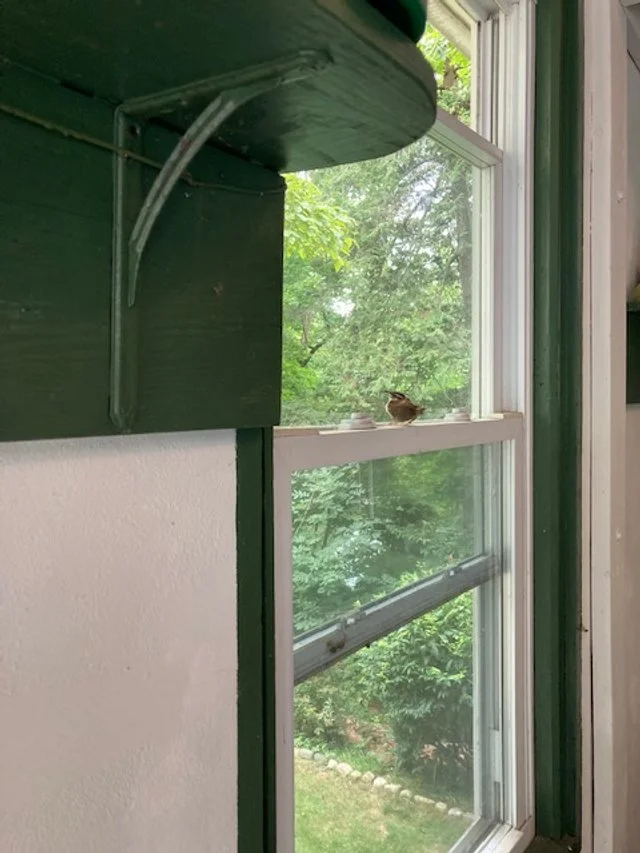 Bird Nesting in Garage.jpg