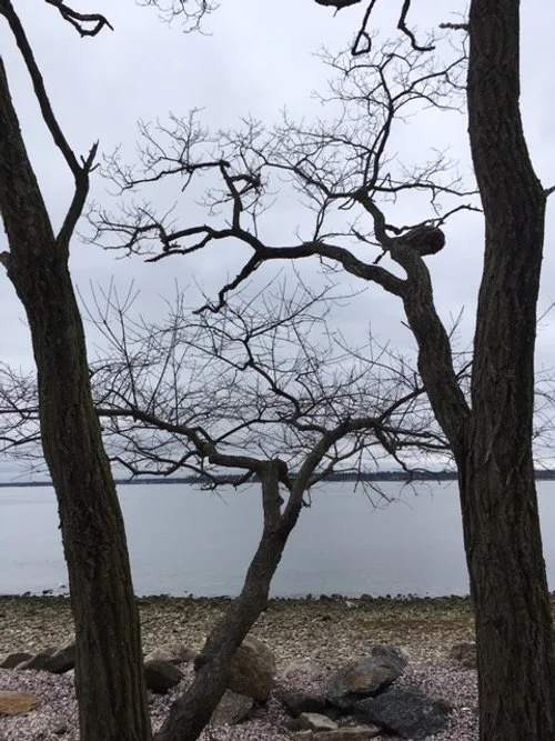 Trees Todd's Pt 2.JPG