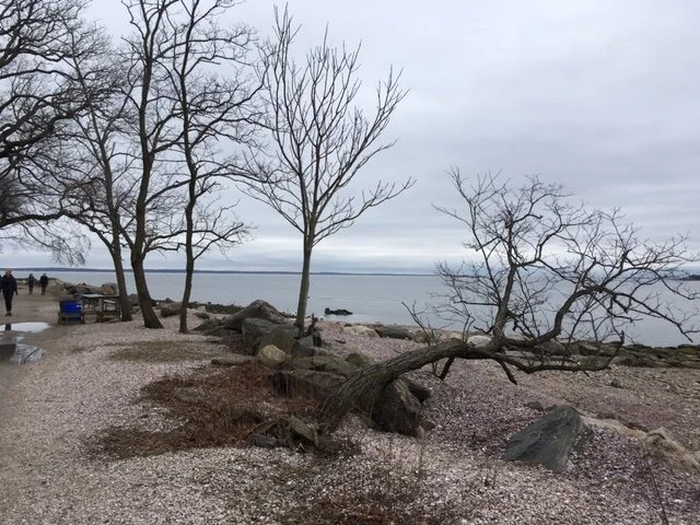 Trees Todd's Pt 1.JPG