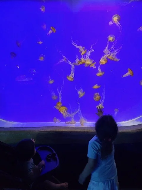 Norwalk Aquarium 1.jpeg