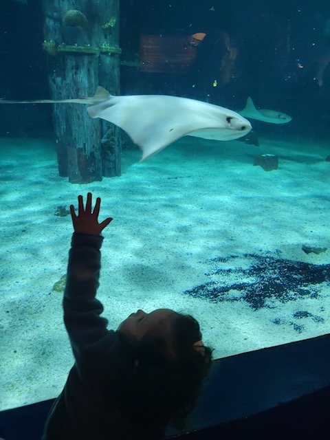 Aquarium Mystic CT 1.jpeg