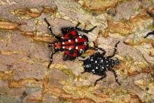 SLF_red_and_black_nymphs_public domain.jpg