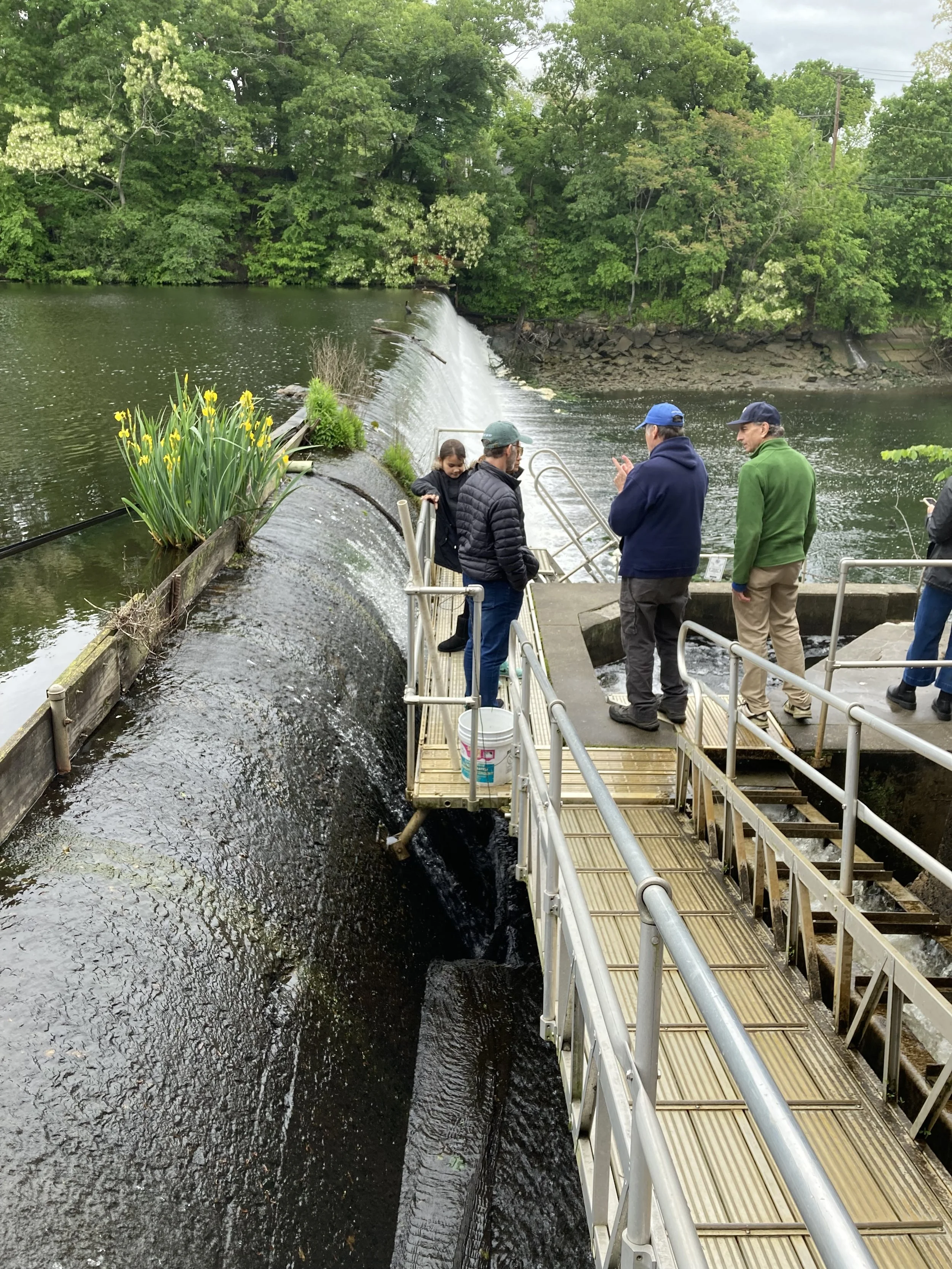 Mianus River Fishway 2.jpg