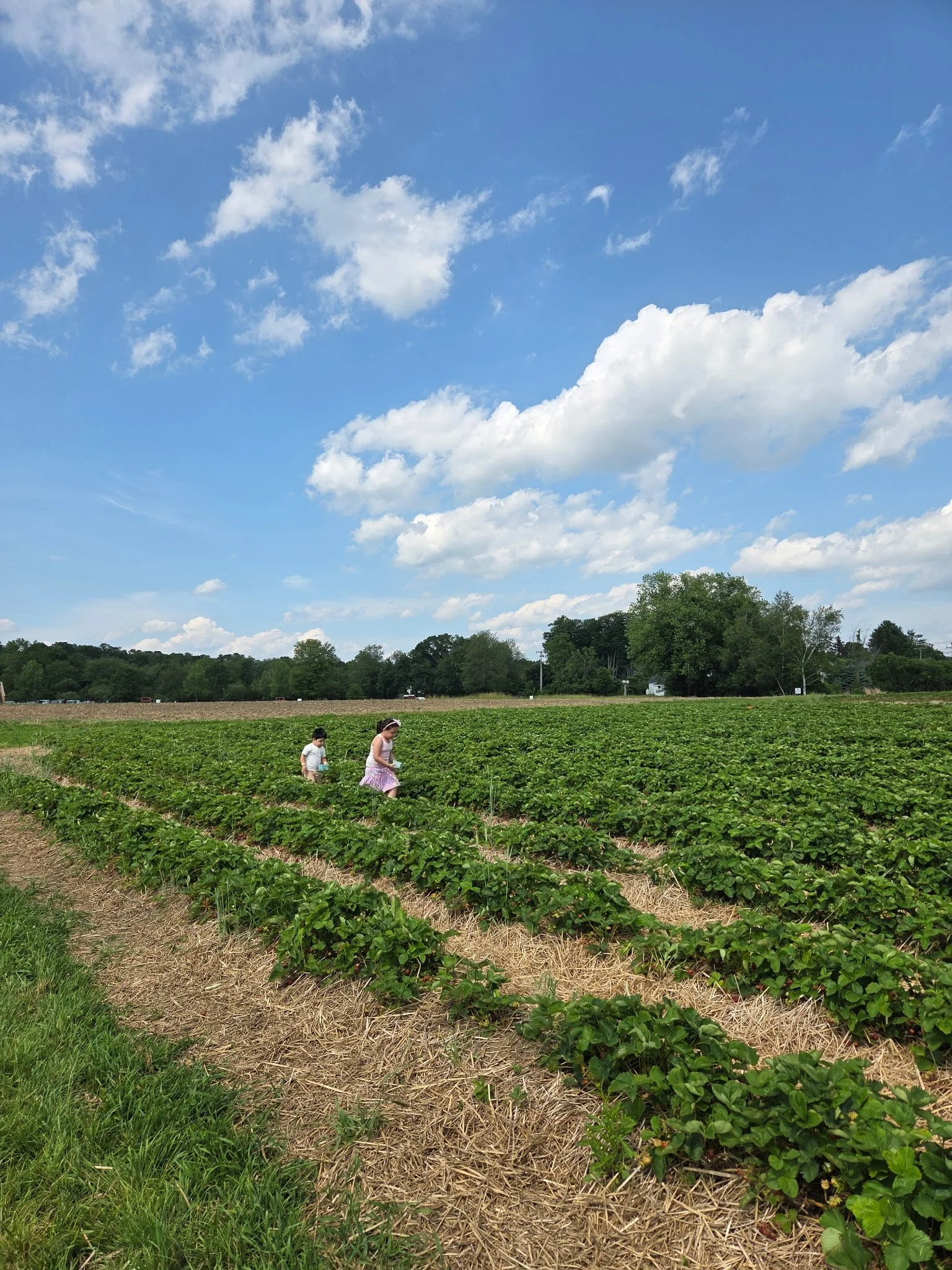 Jones Family Farm Stawberry Picking.JPG