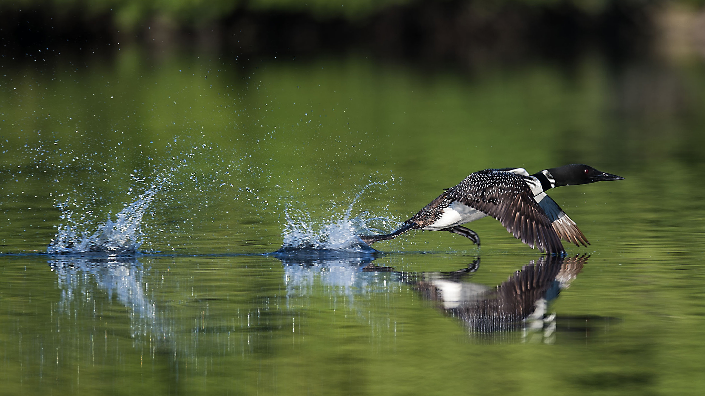 Common loon photo tours Canada