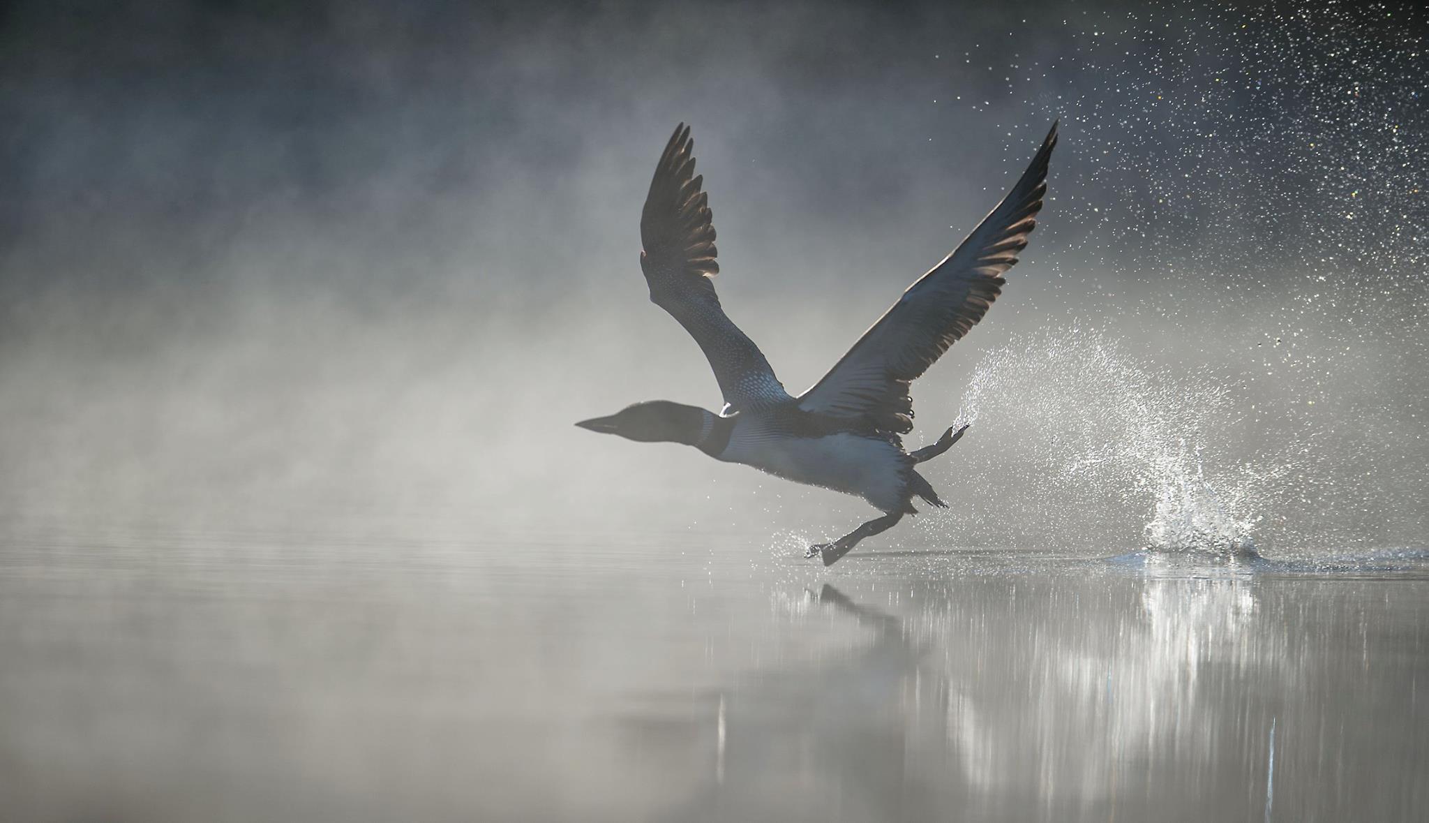Common loon take off photo workshop