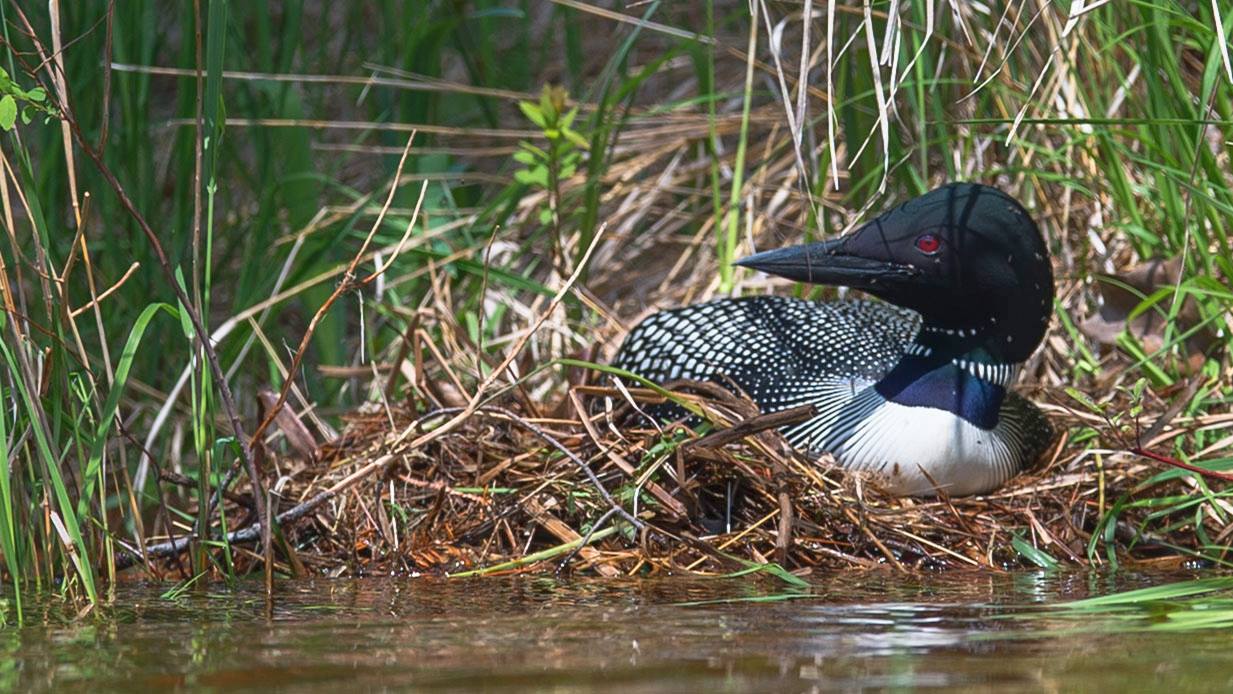 Common loon on nest photo tour