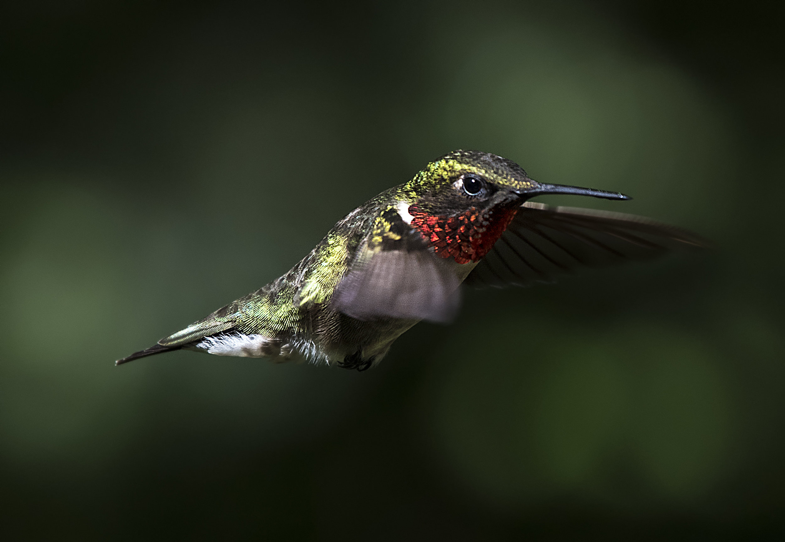Humming bird photo workshops