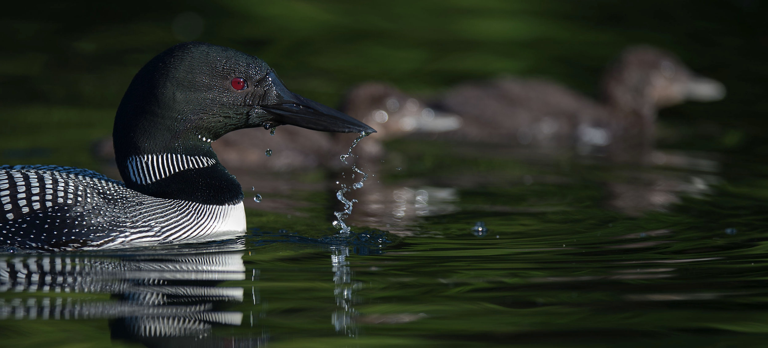 Loon chick photo workshop