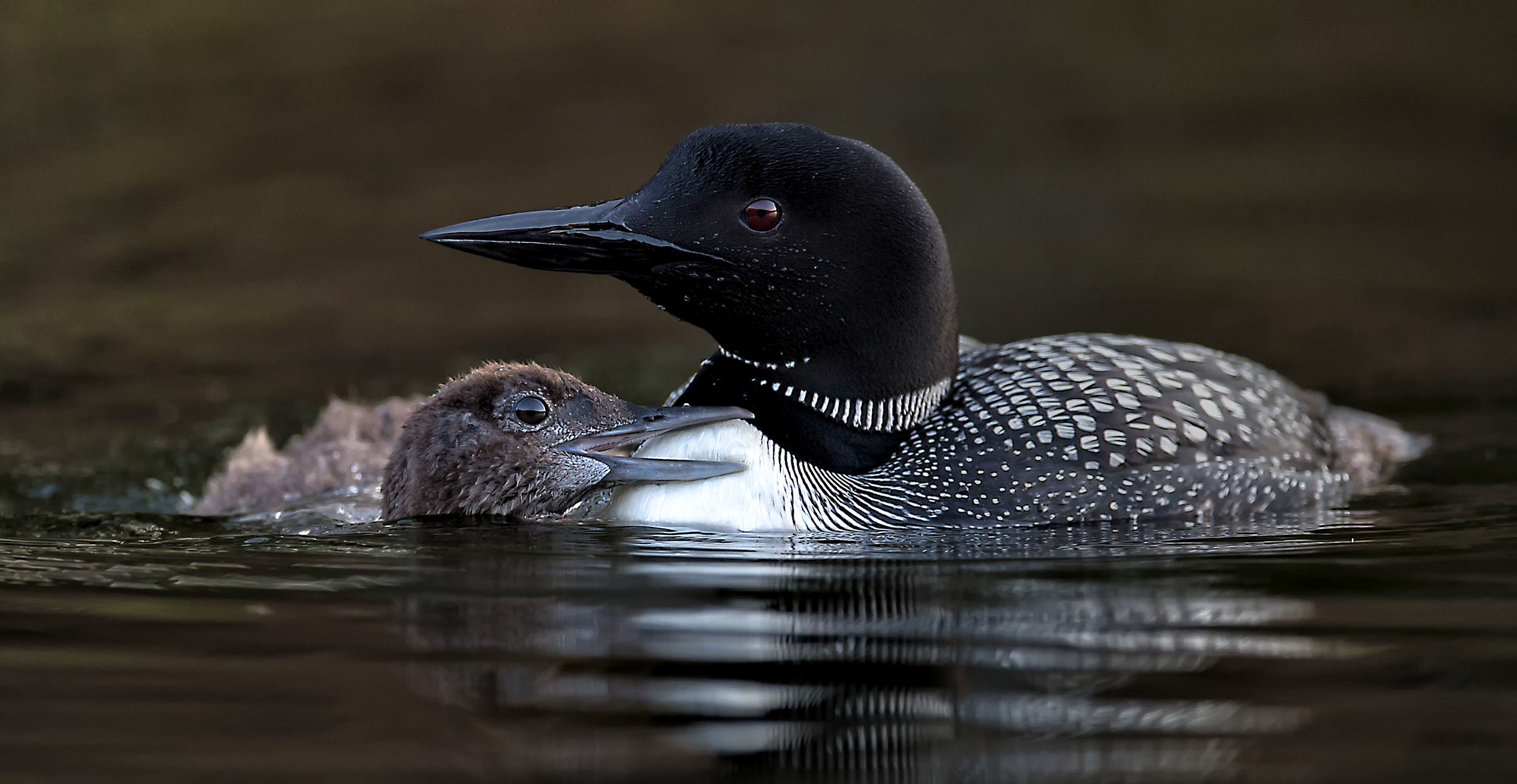 Common loon chick photo workshops