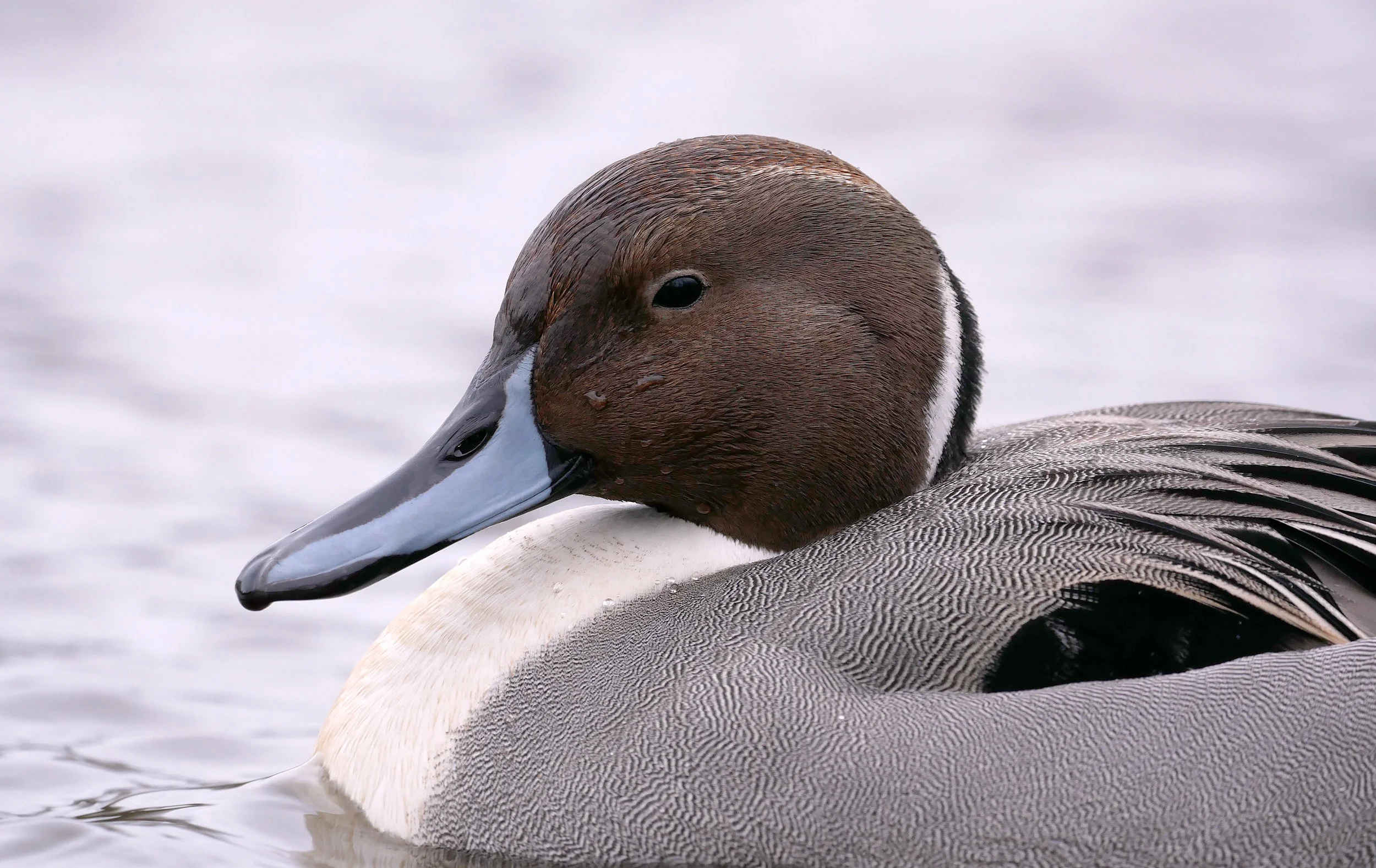 Pin Tail Head Shot.jpg