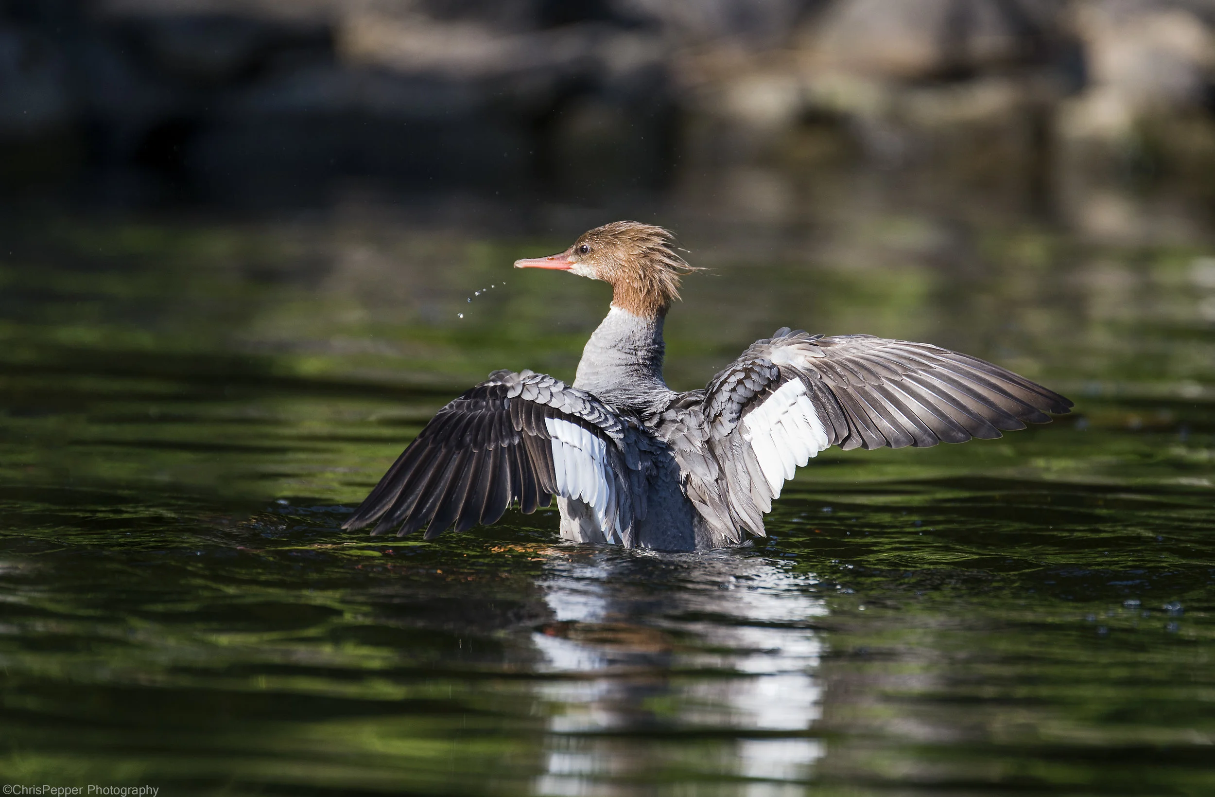 Feamale common merganser.jpg
