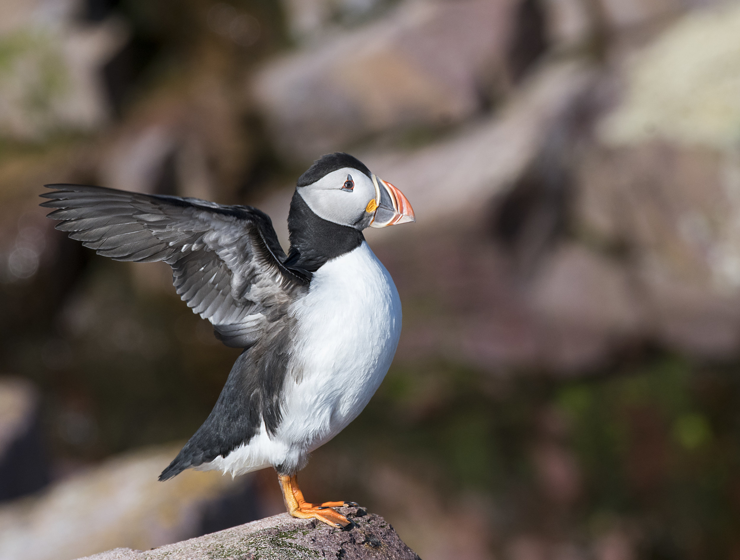 Puffin flapps its wings .jpg