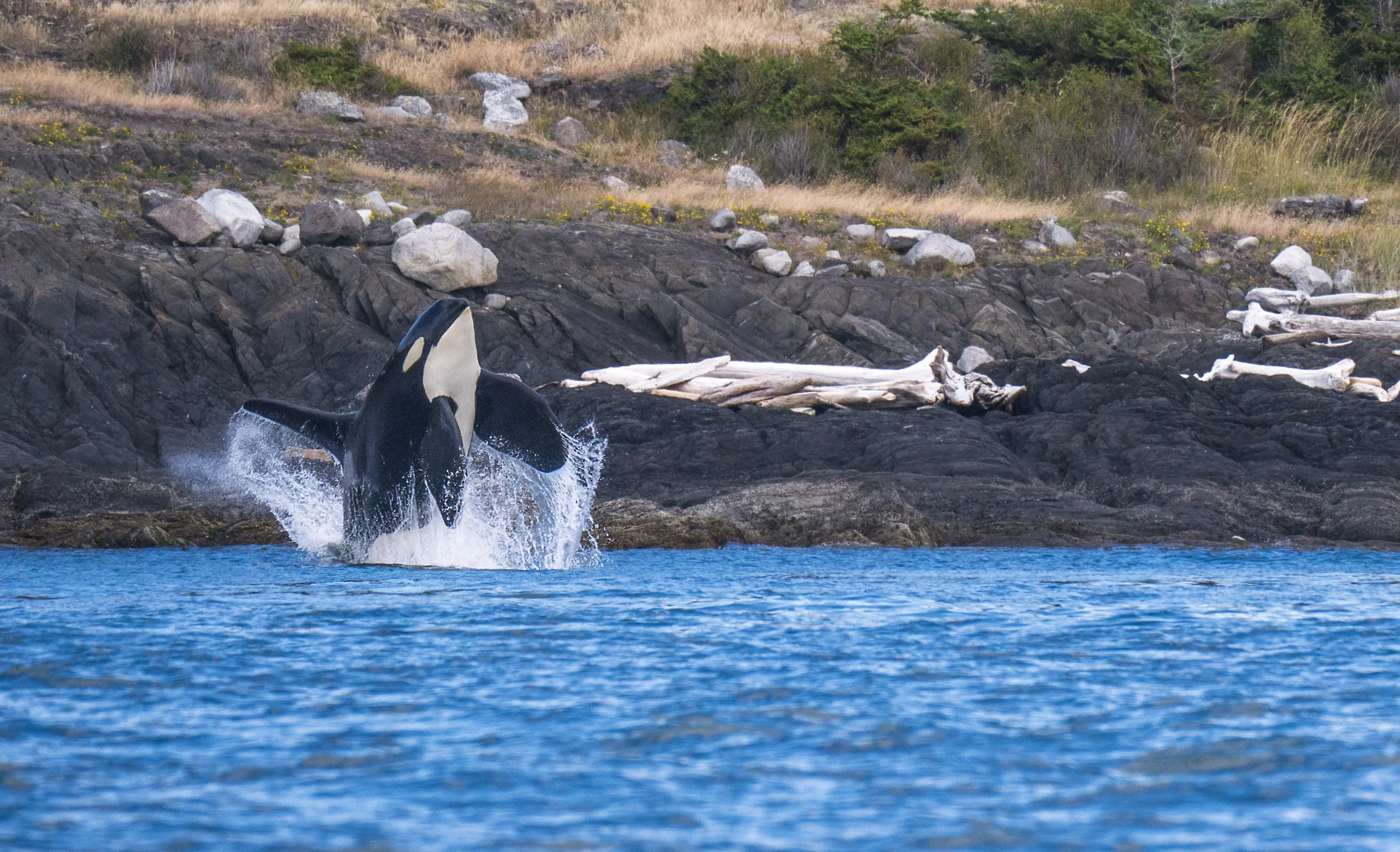 free willy!.jpg