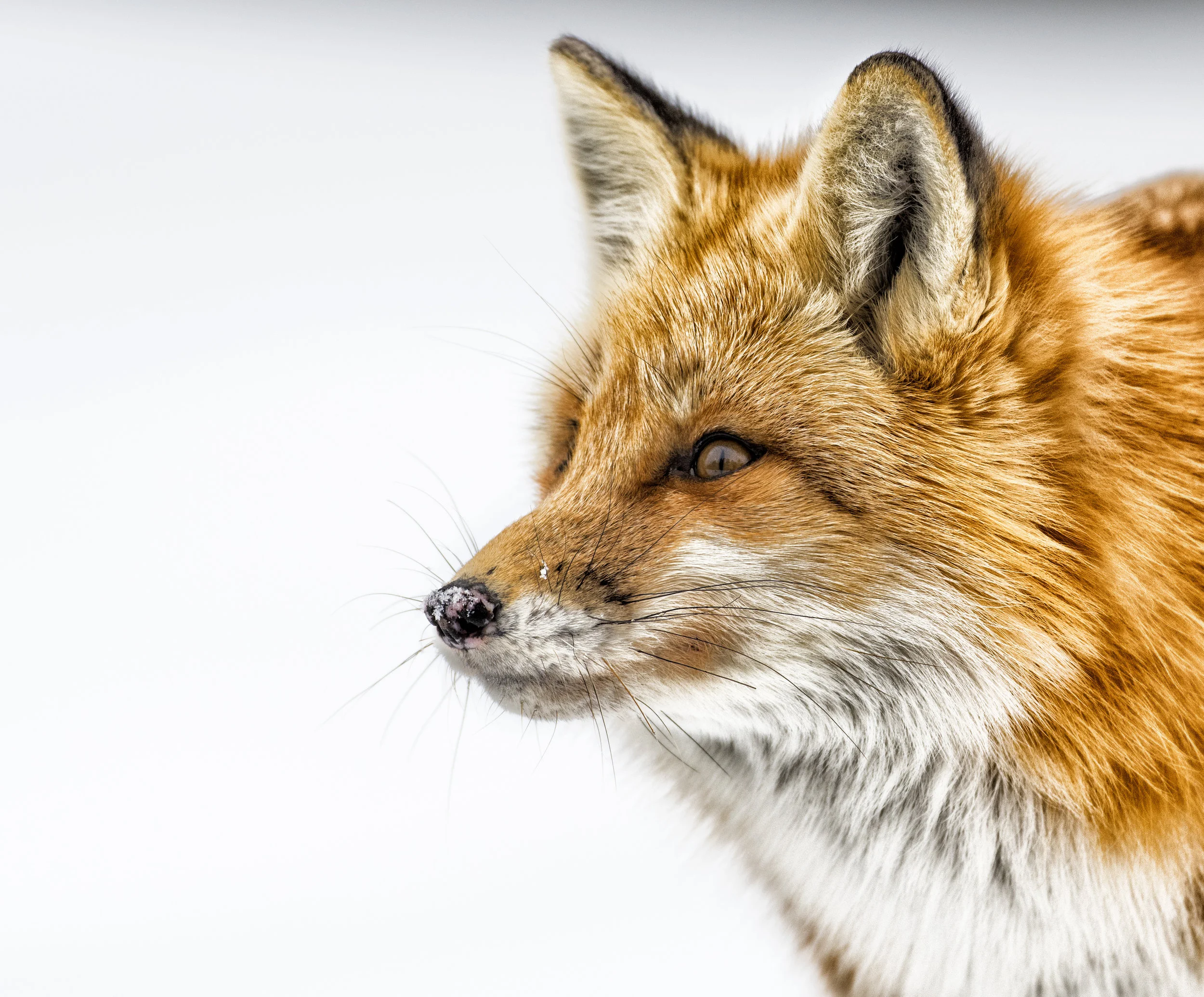 white nose .jpg